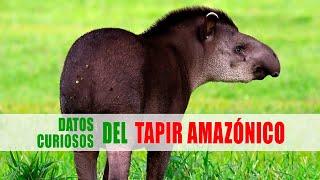 Tapir amazónico Tapirus terrestris  Datos curiosos de animales