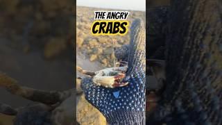 Picking some crabs in Muscat #reels #short #shorts #story #trendingshorts #viralreels #instagram