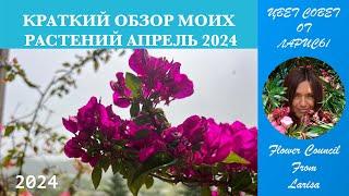 КРАТКИЙ ОБЗОР ЦВЕТУЩИХ РАСТЕНИЙ АПРЕЛЬ 2024