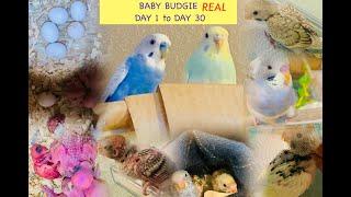 Baby budgies growth stage real day to day Day 1 to Day 30  Cute budgie