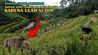 BIKIN TAKJUB ADA SAWAH DI LERENG PEGUNUNGAN DENGAN PEMANDANGAN ALAM YANG INDAH