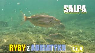 RYBY z ADRIATYKU cz. 4. SALPA łac. Sarpa salpa. Kamera podwodna HD.
