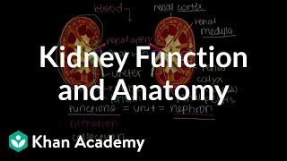 Kidney function and anatomy  Renal system physiology  NCLEX-RN  Khan Academy