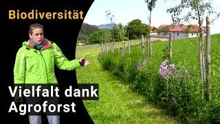 Biodiversität fördern durch Agroforst