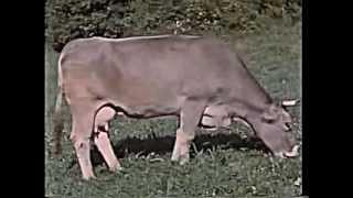 Leben und Arbeit in der Landwirtschaft ca. 1958