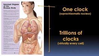 Circadian Rhythms and Your Health Video - Brigham and Womens Hospital