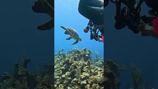 How to shoot underwater video and photography #underwaterphotography #scubadiving