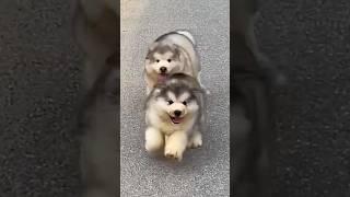 cute funny puppy  #cute #cuteanimal #puppylovers