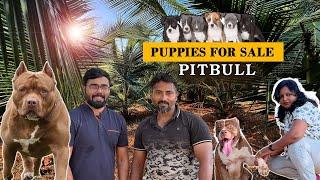Pitbull Dogs for sale  Puppy for Sale  Dog Kennel visit  Prasanth 360