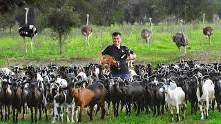 Adding 21 Purebred Giant Goats to the Farm Discover the untold secrets of successful goat farming