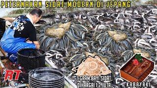 MODERN EEL FARMING PROCESS IN JAPAN THAT HAS A PRICE LIKE GOLD