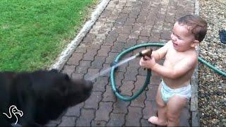 Babies Laughing At Pets  The Dodo