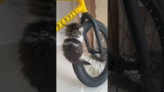 He’s having fun with the bike #cats #catlovers #funnycatvideos