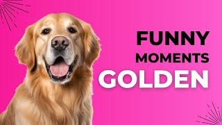 GOLDEN RETRIEVER COMPILED 1 HOUR WITH FUNNY MOMENTS  link in description 