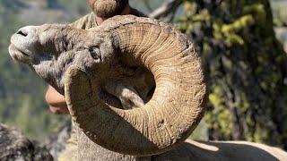 GIANT IDAHO BIGHORN Sheep Hunt - Stuck N The Rut 172