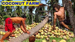 How Asians Farmers Coconut Farming Technique. Modern Agriculture Technology coconut tree Cultivation