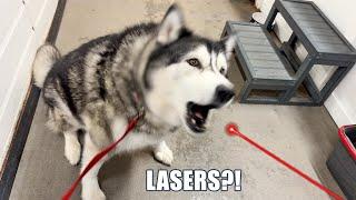 Husky Argues With Therapist About Lasers