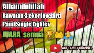 HASIL RAWATAN 3 EKOR LOVEBIRD PAUD SINGLE FIGHTER BERHASIL JUARA SEMUA 