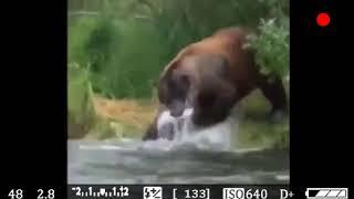 Bear saves fish from drowning  Nature really is amazing