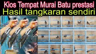 KIOS TEMPAT MURAI BATU PRESTASI HASIL TANGKARAN SENDIRI DI PASAR BURUNG PRAMUKA HARI INI