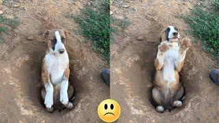 Der vom Meister verlassene Hund hat sich ein Loch gegraben um für immer darin zu bleiben