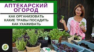 АПТЕКАРСКИЙ САД - какие пряные и лекарственные травы посадитькак ухаживать