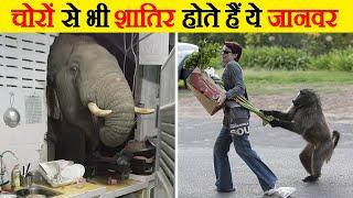 चोरों से भी शातिर होते हैं ये जानवर    When Animals Steal Food