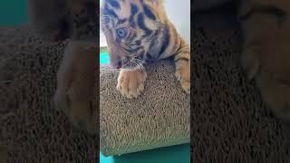 WOW roar #tigercub  #tiger #kitten #foryou #fpy #cute #kitty  #zoo #adorable