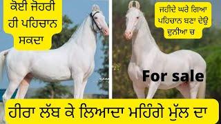 ਸੋਅ ਕੁਆਲਟੀ ਘੋੜਾ ਵਿਕਾਉ #beautiful #horseforsale #punjabhorse #horselover #horsesale #nukri #marwadi