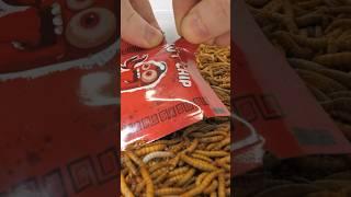 Mealworms vs hotchip