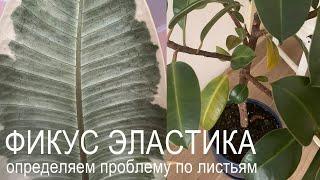 №32. Фикус эластика. Почему листья желтеют опадают скручиваются в коричневых точках.