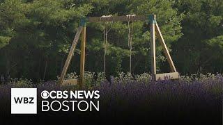 Farm in Massachusetts grows fields of lavender used in local products