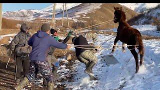 Dangerous horse catching in the village  How Nomads catch horses for sale