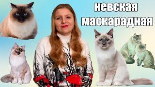 Невская маскарадная кошка. История и особенности породы