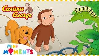 George and Hundley Make New Friends   Curious George  1 Hour  Mini Moments