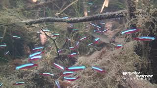 CARDINAL in NATURE  NEON TETRA in NATURE see the NATURAL HABITAT of PARACHEIRODON AXELRODI