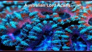 Acan Corals -- Lord Acans The LPS Lords of Color a great addition to a Frag Tank