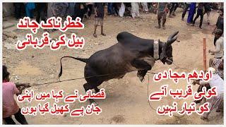 Udham Macha Di Chand Bail Qurbani