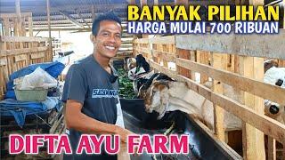 Harga Kambing Terbaru Di Kandang Difta Ayu Farm