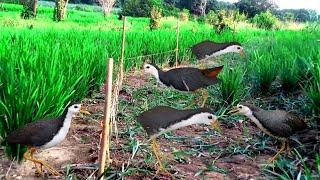 JERAT BURUNG RUAK RUAK DI  SORE HARI  TERNYATA LEBIH GALAK birdtrap 