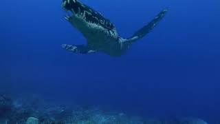 Liopleurodon vs Ophthalmosaurus - Лиоплевродон против Офтальмозавра RUS