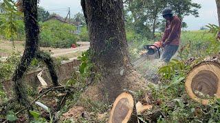 Cut down 2 old trees on the outskirts of the village