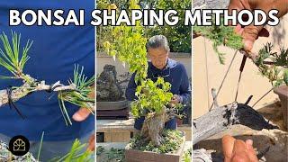 Which Bonsai Method for Shaping? Wiring vs. Clip & Grow vs. Anchoring