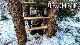 7 ПРОСТЫХ СОВЕТОВ ДЛЯ ЛЕСА  7 BUSHCRAFT TIPS