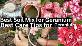 How to Grow Geraniums from Cuttings Rose Geranium Propagation fertilizing and Care tips in Nepali