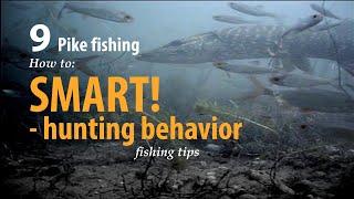 How to • Pike fishing • SMART -  hunting behavior • fishing tips