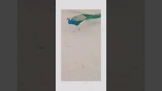 wow nice  #youtubeshorts #birdsoundvideo #peacock #viral #shortvideo #6000 #vlog #birdfunnyshort