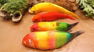 Colourfull Fishes playing with @Crockodile#New