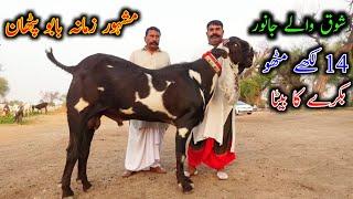 Babu Pathan Ka Shoka  Top Class Beetle Goats Of Babu Pathan