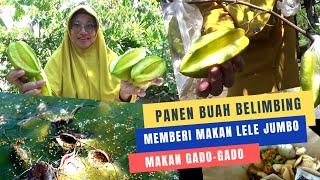 Panen Belimbing Madu & Kasih Makan Lele Jumbo